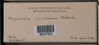 Physarum cinereum image
